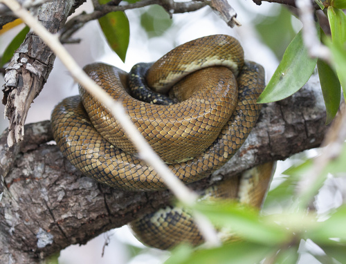 Photo of a Dormilona (Corallus ruschenbergerii)