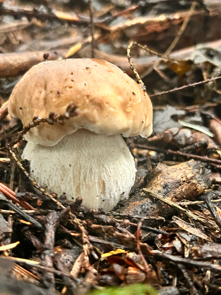 King Bolete · July 2026 · photo: Photo: (c) Steve Taylor, some rights reserved (CC BY) · iNaturalist
