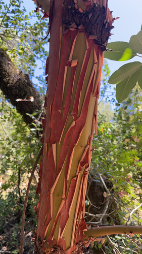 Pacific madrone seen in Sonoma Valley