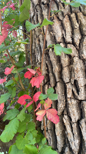 Pacific poison oak seen in Sonoma Valley