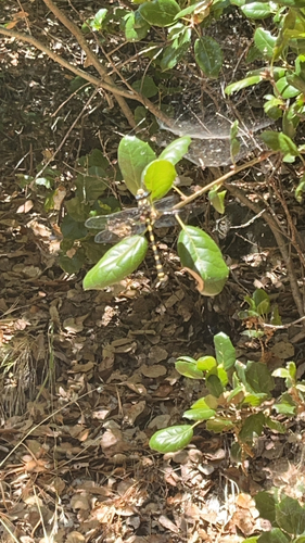 Pacific Spiketail seen in Sonoma Valley