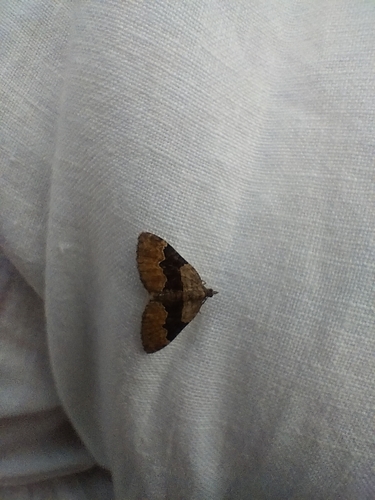Large Twin-spot Carpet
