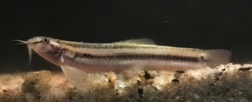 Guntea loach (Lepidocephalichthys guntea) — Cobitidae — 3