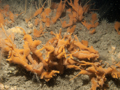 Amphilectus fucorum