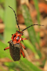 Atalantycha bilineata