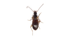 Oxypselaphus pusillus