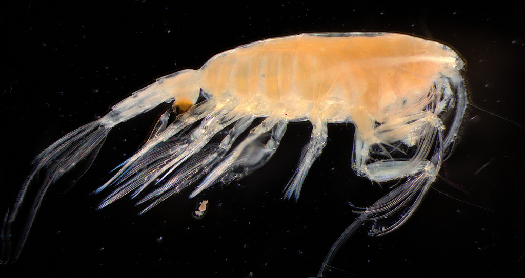 Paraeuchaeta glacialis