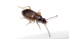 Oxypselaphus pusillus