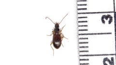Oxypselaphus pusillus