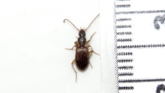 Oxypselaphus pusillus