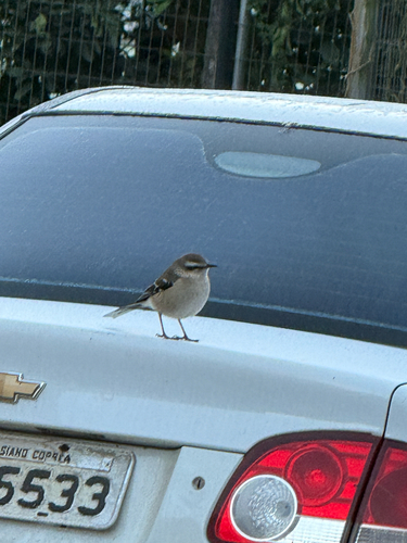 Chalk-browed Mockingbird