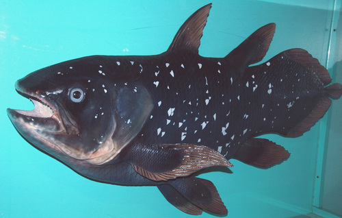 West Indian Ocean Coelacanth, photo 6 of 10