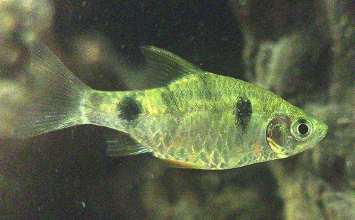 Dwerg-barbeel (Pethia phutunio) — Cyprinidae — 3