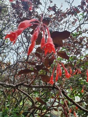Fuchsia triphylla