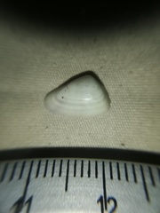 Donax punctatostriatus