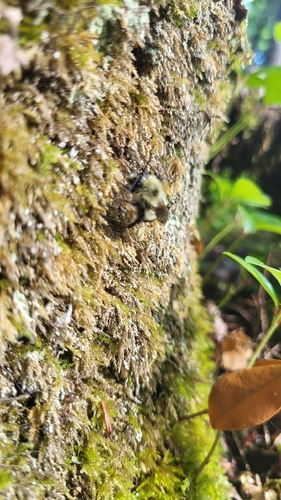 Common Eastern Bumble Bee