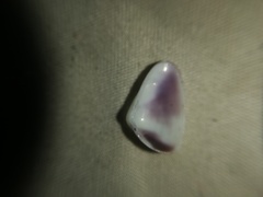 Donax punctatostriatus