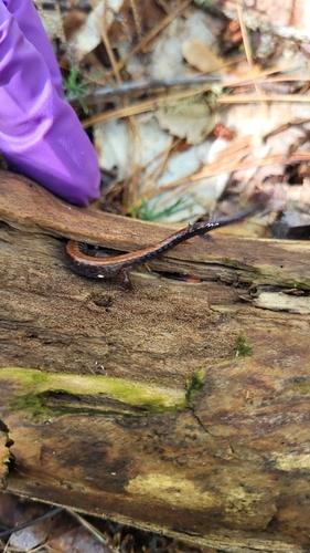 Eastern Red-backed Salamander