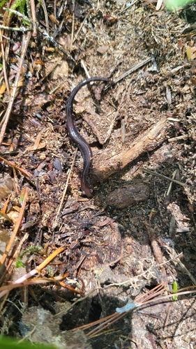 Eastern Red-backed Salamander