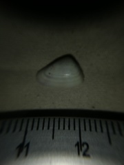 Donax punctatostriatus