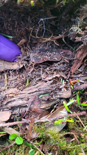 Eastern Red-backed Salamander