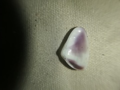 Donax punctatostriatus