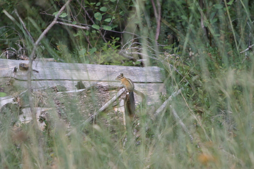 Yellow-pine Chipmunk observed by cristianj1ra