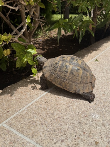 Souss Valley Tortoise
