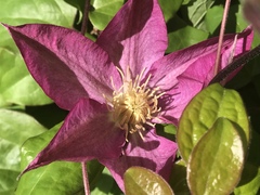 Clematis