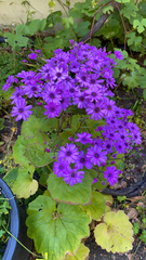 Pericallis × hybrida
