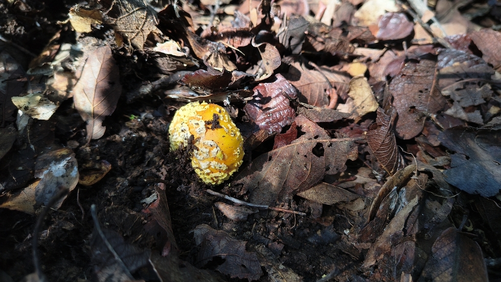 Yellow American Blusher · July 2026 · photo: Photo: (c) samsama, some rights reserved (CC BY) · iNaturalist