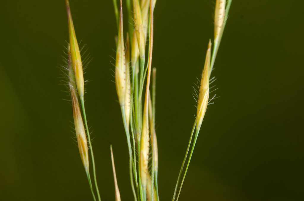 Loudetia kagerensis