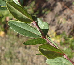 Rhoicissus tridentata tridentata