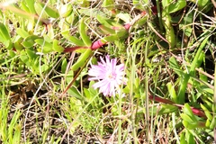 Ruschia rubricaulis, photograph (c) Tony Rebelo, some rights reserved (CC BY-SA)