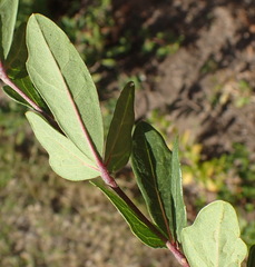 Rhoicissus tridentata tridentata