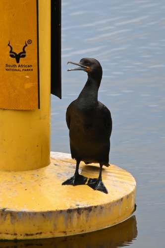 iNaturalist image