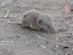 Notiosorex crawfordi