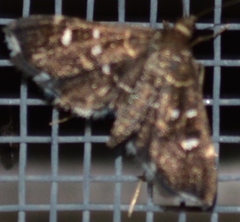 Diathrausta reconditalis