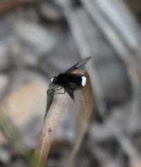 Ogcodocera leucoprocta