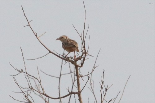 Indochinese Bush Lark (Plocealauda erythrocephala), photo 8