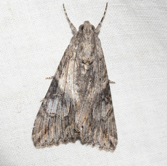 Melipotis jucunda