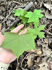 Hydrophyllum canadense