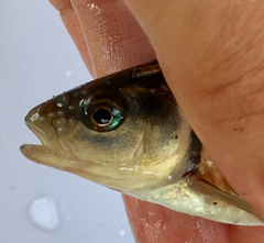 Luxilus chrysocephalus