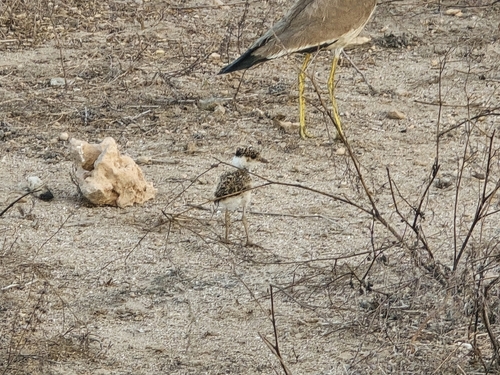 Yellow-wattled Lapwing