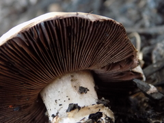 Agaricus campestris
