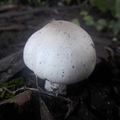 Agaricus campestris