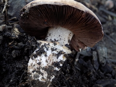 Agaricus campestris