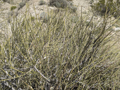 Ephedra californica