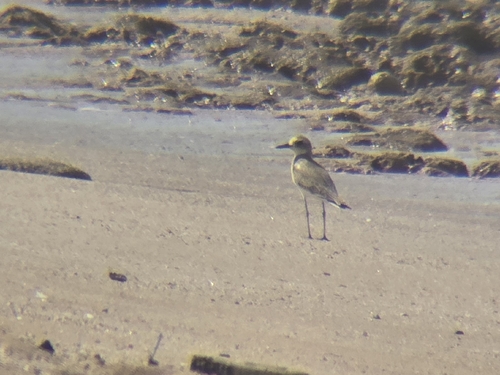 iNaturalist image
