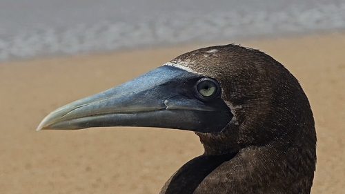 Masked Booby